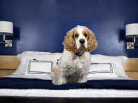 Cómo tomar fotos de perros con muebles