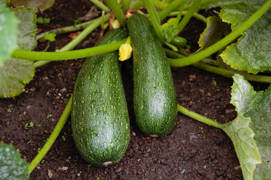 Las 5 mejores verduras mediterráneas
