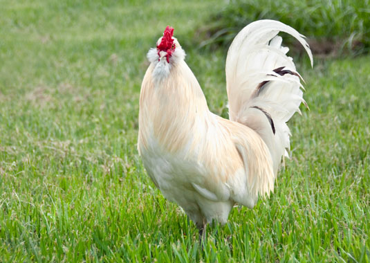 10 maneras de ponerse elegante al criar pollos