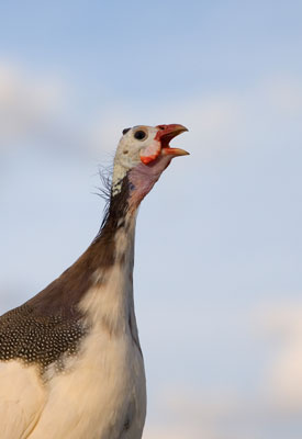 Qué esperar de los pollos en libertad