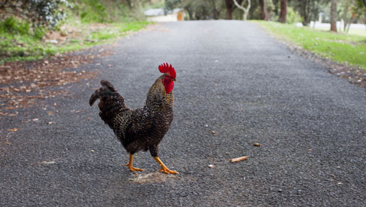 Qué esperar de los pollos en libertad