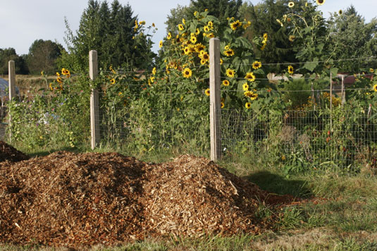 Elementos comunes de Softscape para su jardín apto para pollos