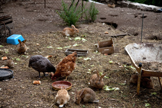 Comportamientos de los pollos en un jardín