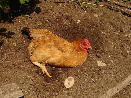 Comportamientos de los pollos en un jardín