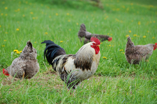 Comportamientos de los pollos en un jardín