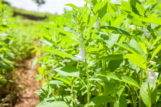 5 plantas productoras de semillas que puedes cultivar para pollos