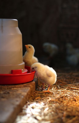 Agua, comida y golosinas para sus pollos de corral