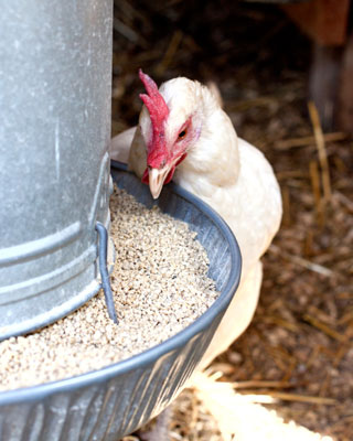 Agua, comida y golosinas para sus pollos de corral