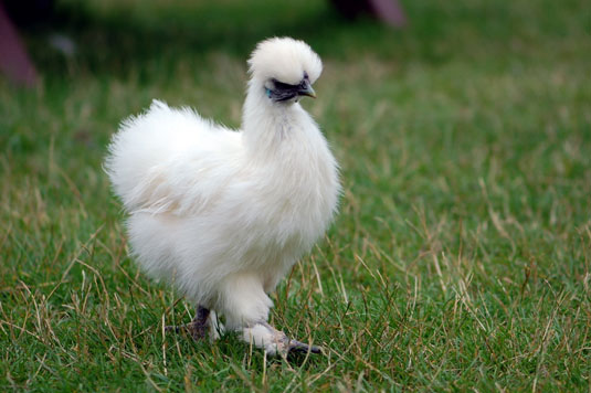 Cómo elegir las razas de pollos adecuadas para sus necesidades de jardinería