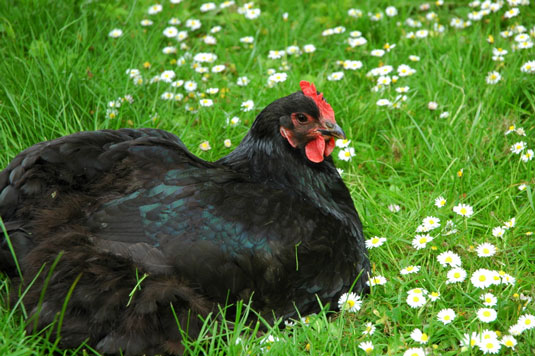 Cómo elegir las razas de pollos adecuadas para sus necesidades de jardinería