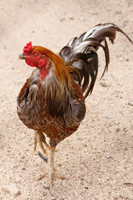 Cómo elegir las razas de pollos adecuadas para sus necesidades de jardinería