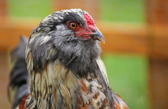 Cómo elegir las razas de pollos adecuadas para sus necesidades de jardinería