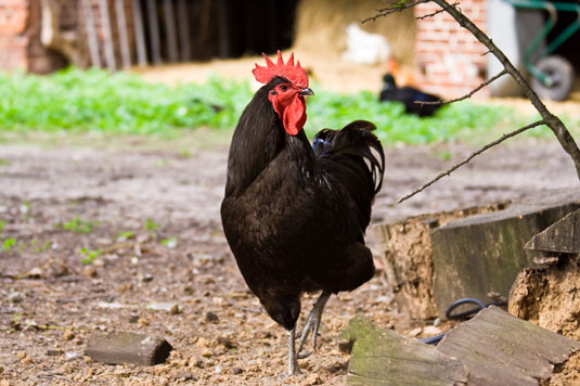 Cómo elegir las razas de pollos adecuadas para sus necesidades de jardinería