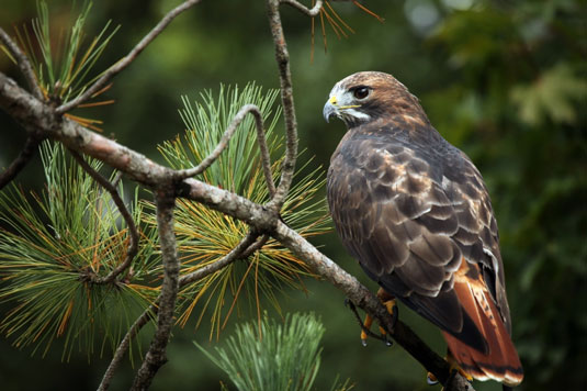 8 depredadores comunes de sus pollos de corral