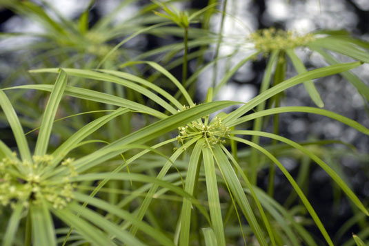 5 plantas para arreglar una mancha húmeda en su jardín de pollos