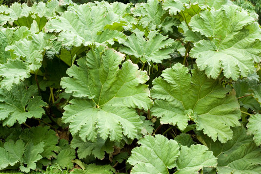 5 plantas para arreglar una mancha húmeda en su jardín de pollos