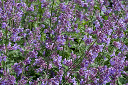 4 plantas repelentes de insectos naturales para su huerto de pollos