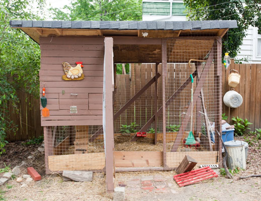 Conceptos erróneos sobre gallinas y huevos