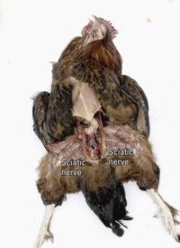 Necropsia de un pollo: cabeza, cuello, articulaciones y nervios