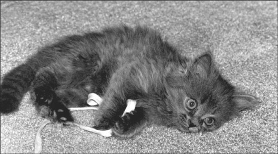 10 peligros domésticos comunes para su gato