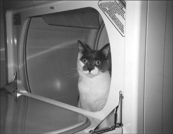 10 peligros domésticos comunes para su gato