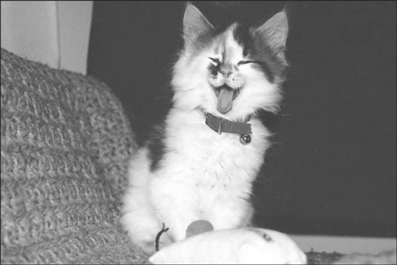 Cómo reconocer la buena salud en gatitos y gatos