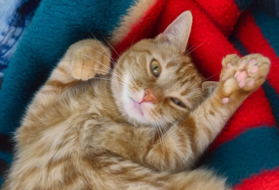 10 lugares geniales relacionados con los gatos para visitar