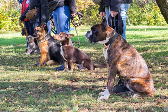 Cómo seleccionar un modelo de adiestramiento de perros