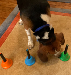 Adiestramiento de perros: encuentra el guisante debajo de la taza correcta