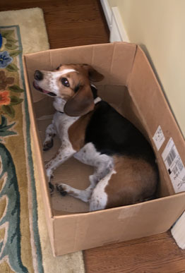 Adiestramiento de perros: enséñele a su perro a esconderse en una caja