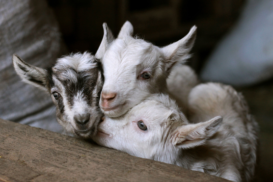 Cómo criar cabras para una familia hoy