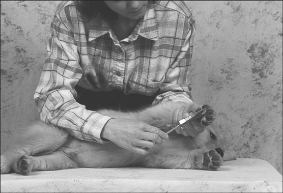 Los conceptos básicos de la preparación de los perros perdigueros de oro
