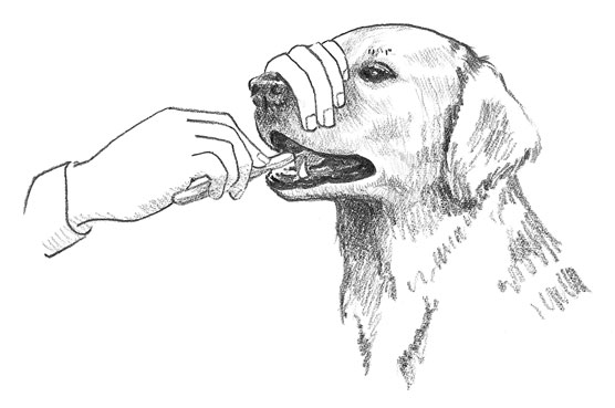 Los conceptos básicos de la preparación de los perros perdigueros de oro