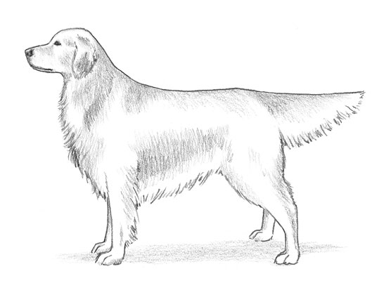 Estándares de AKC para Golden Retriever