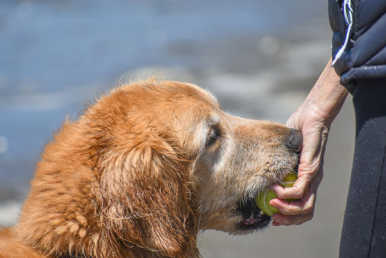 10 formas de ayudar a su golden retriever a vivir más tiempo