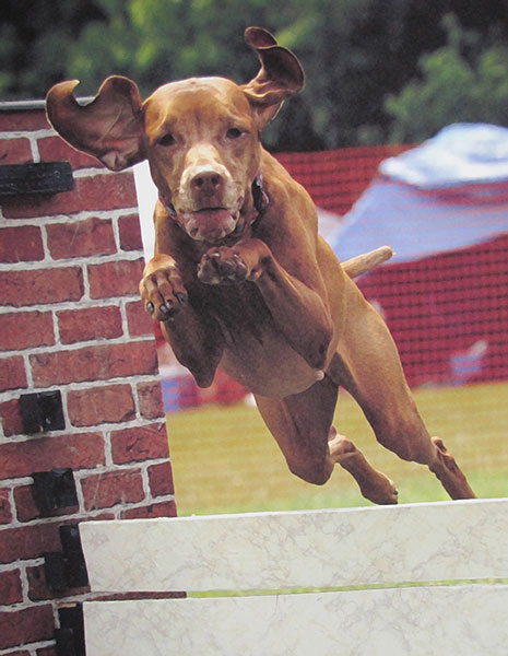 10 actividades deportivas para perros