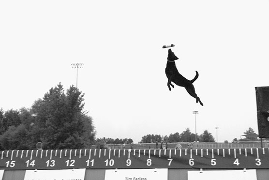 10 actividades deportivas para perros