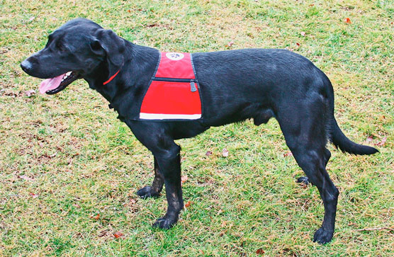 10 actividades deportivas para perros