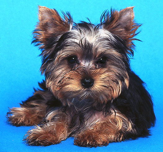Los estilos de abrigo largo y corto para su yorkshire terrier