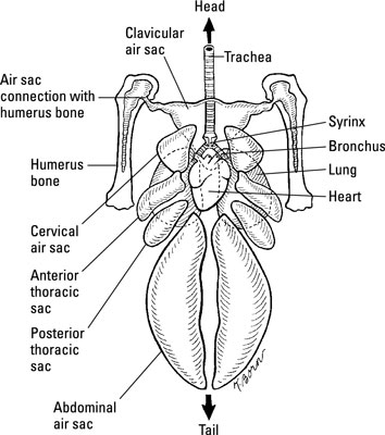 El sistema respiratorio de un pollo