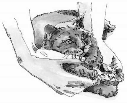 Cortar las garras de tu gato