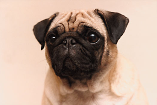 Describiendo el Pug ideal, estilo AKC