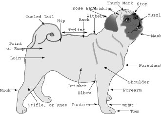 Describiendo el Pug ideal, estilo AKC