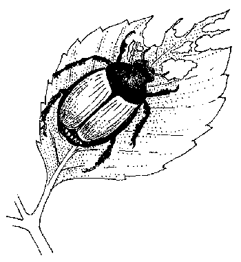 Identificación y control de insectos que se alimentan de rosas