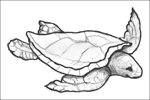 Entendiendo las tortugas y las tortugas