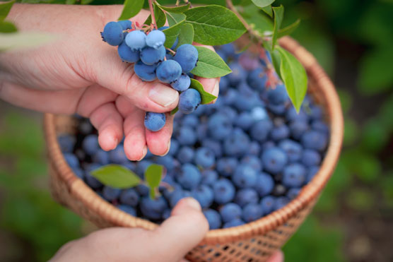 10 alimentos que combaten la inflamación