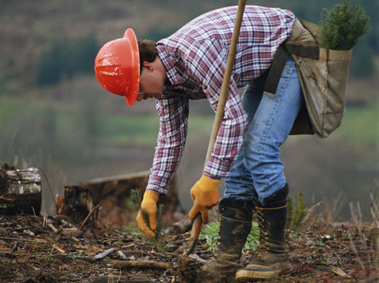 Plantar árboles: un proyecto comunitario verde