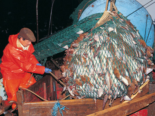 Cómo comprar tipos de pescado sostenibles