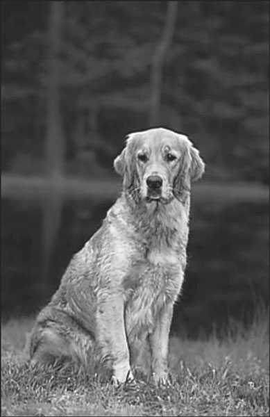Adopción de un golden retriever mayor