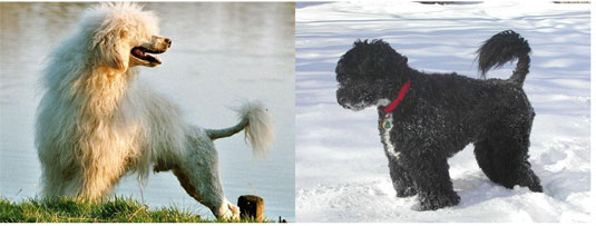 ¿Qué aspecto tiene un perro de agua portugués?